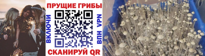 Псилоцибиновые грибы GOLDEN TEACHER  где найти   Балабаново 